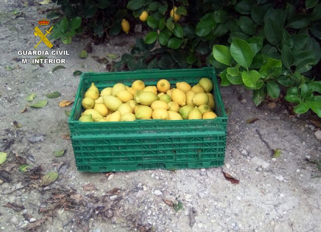 La Guardia Civil detiene al presunto autor del robo de cerca de dos toneladas de cítricos en fincas de la comarca del Río Mula