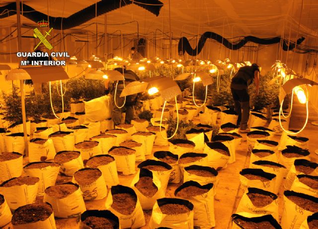 La Guardia Civil desmantela una plantación de marihuana en una nave industrial de Albudeite