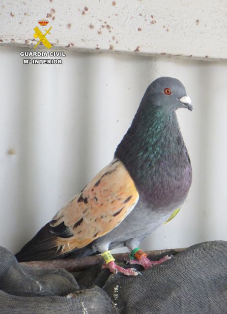 La Guardia Civil recupera 34 palomos deportivos sustraídos en Albudeite