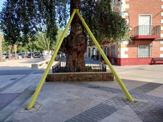 La Comunidad sanea el árbol monumental ´Álamo de Albudeite´