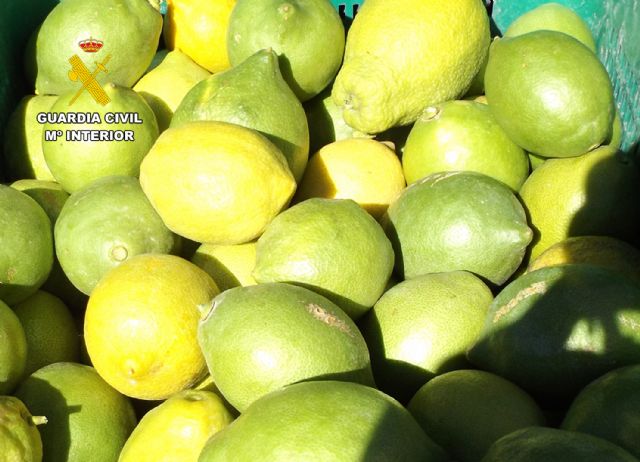 La Guardia Civil desarticula un activo grupo delictivo que sustraía cítricos en la comarca del Río Mula